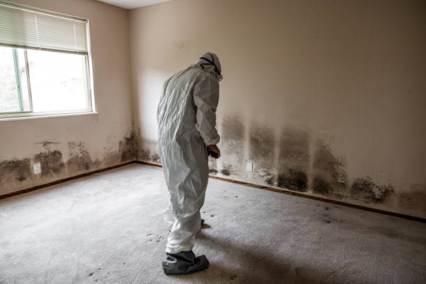 Trusted Clarkston, GA Mold Remediation Experts